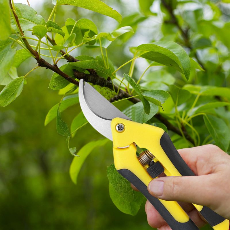 Use Clean, Sharp Pruning Tools