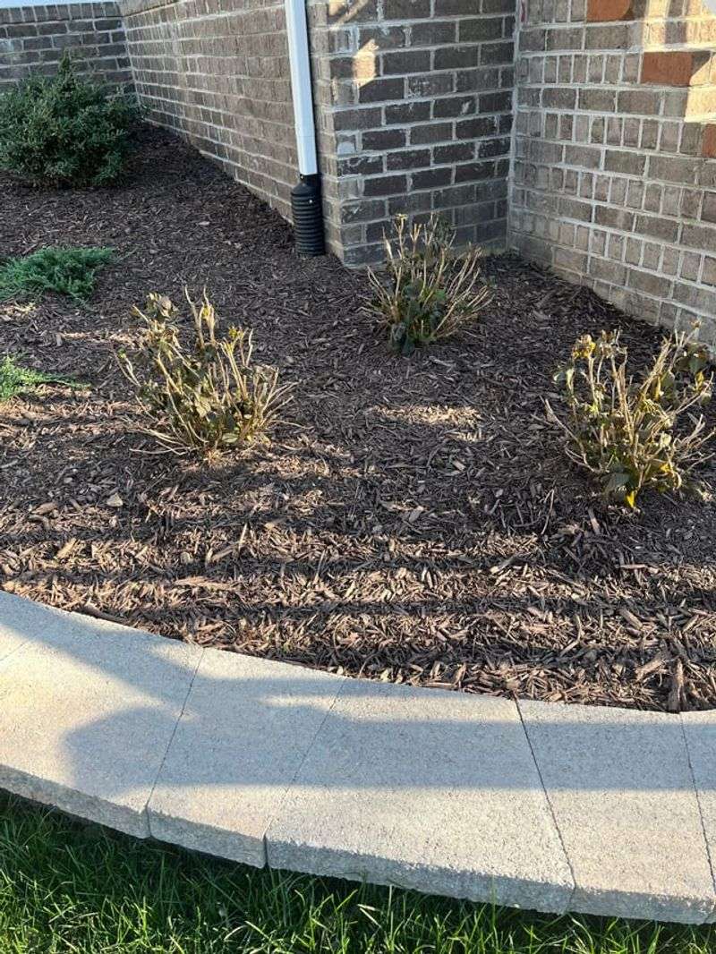 Apply Mulch To Keep Soil Moist And Cool