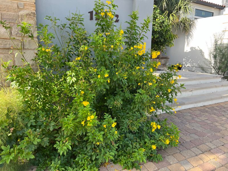 Skip Pruning During Peak Heat To Avoid Stress