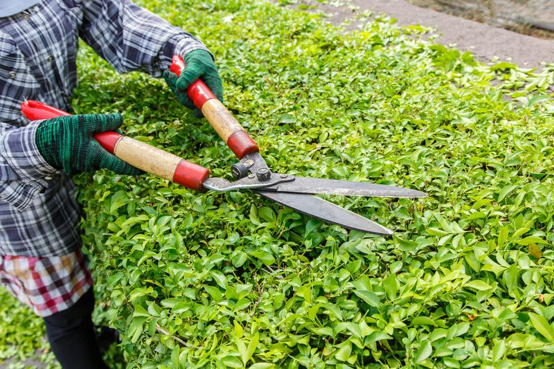 What Trimming Really Means In The Garden