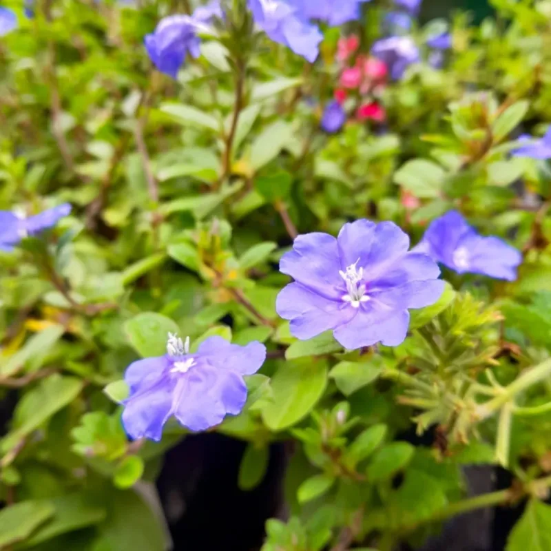 Prune Blue Daze To Refresh Spring Color