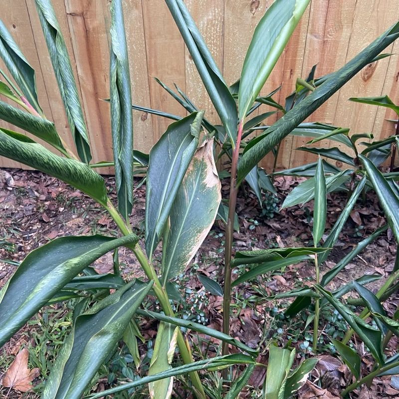 Water Lightly After Trimming Plants