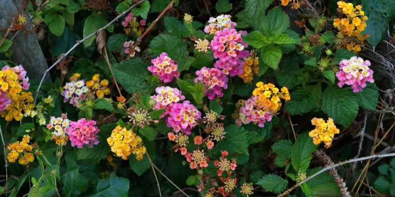 Leave Lantana Alone Until New Growth Appears