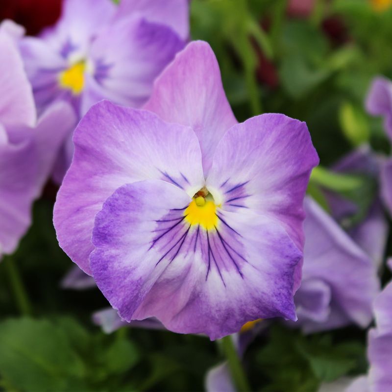 Pansies