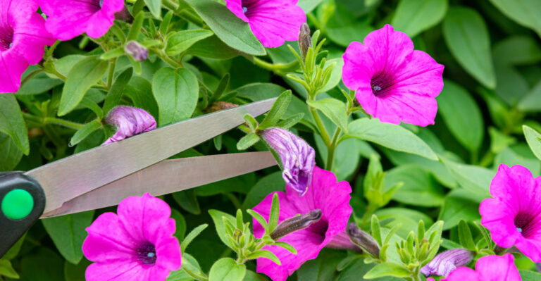 trimming petunias