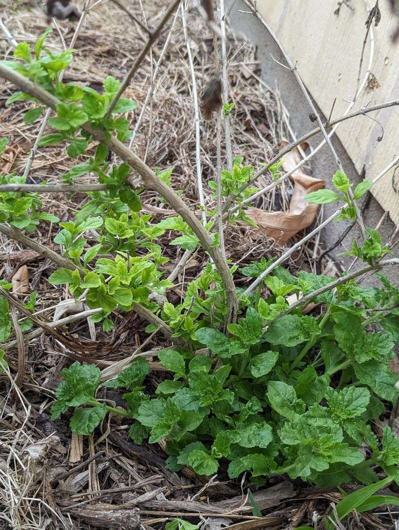 Reduce Old Woody Growth To Encourage Fresh Shoots