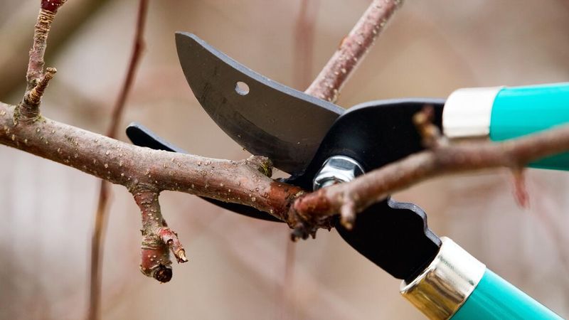 Early Spring Is A Key Pruning Window In Michigan