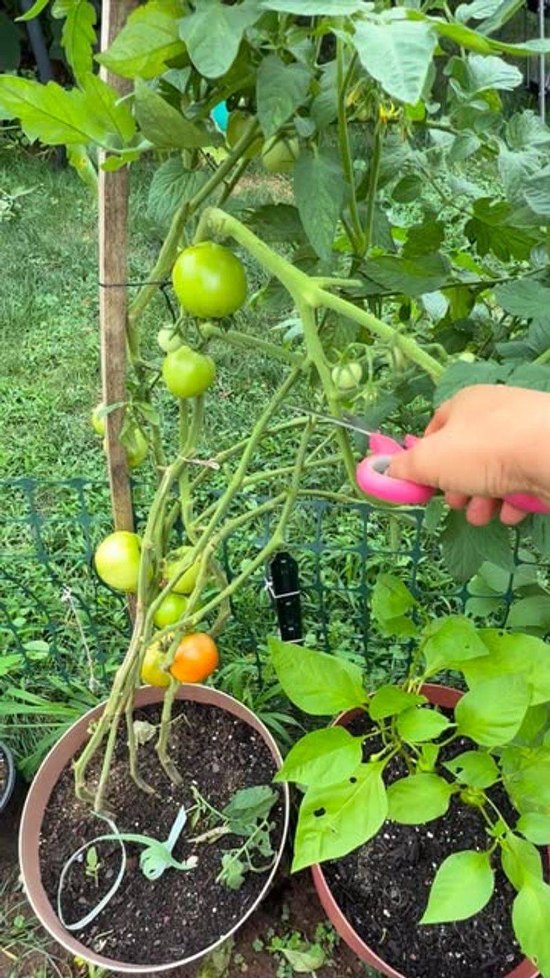 Pruning Focuses On Plant Health