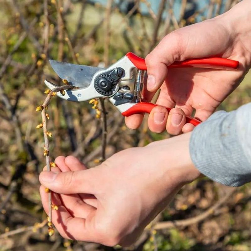 Pruning Usually Happens At Specific Times Of Year