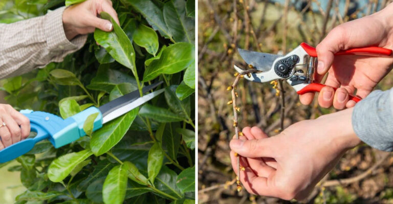 Trimming Vs Pruning In North Carolina Gardens And How To Know The Difference