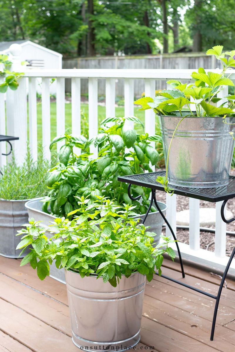 Fresh Herbs Right Outside Your Door