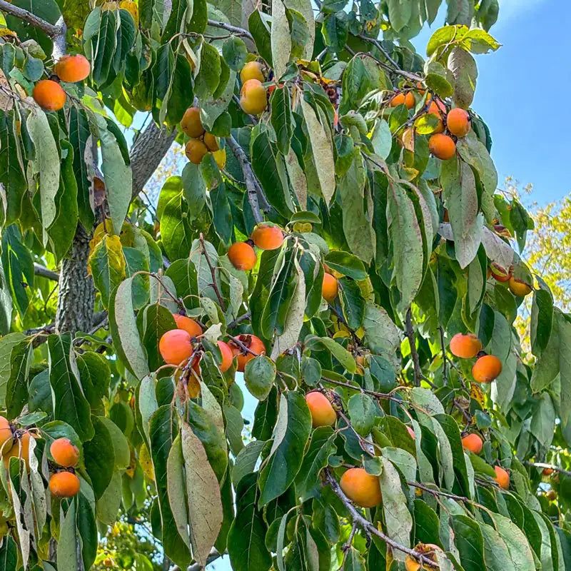 American Persimmon Brings Fiery Fall Color And Honey Sweet Fruit
