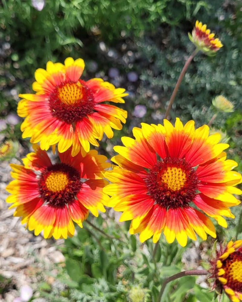 Blanket Flower Adds Wild Sunny Color