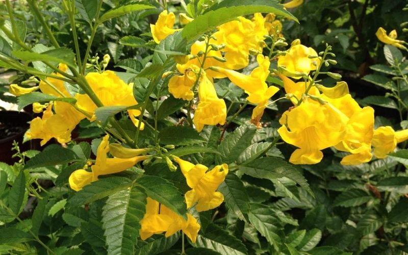 Esperanza (Yellow Bells)