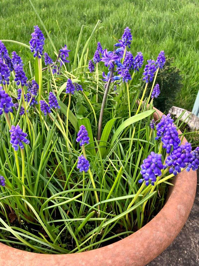 Grape Hyacinth