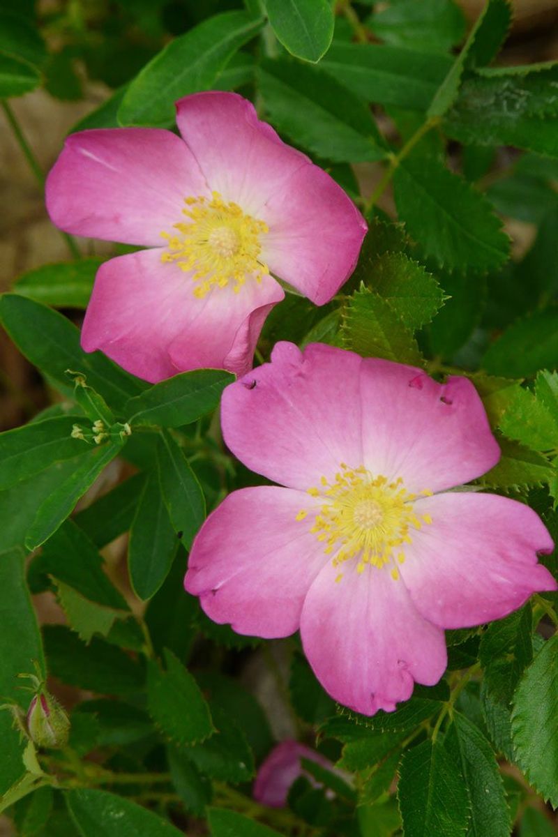 Climbing Prairie Rose (Rosa Setigera)