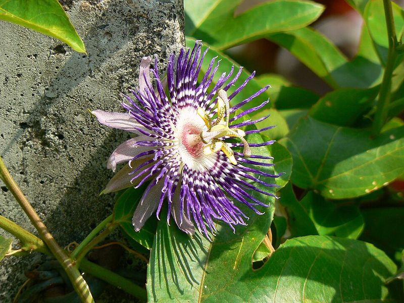 Maypop Adds Wild Flowers And Quick Growth
