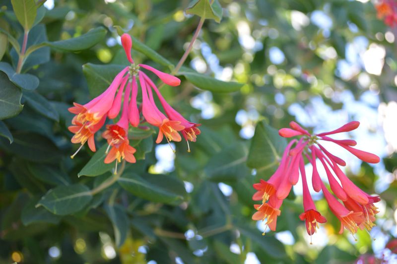 Coral Honeysuckle