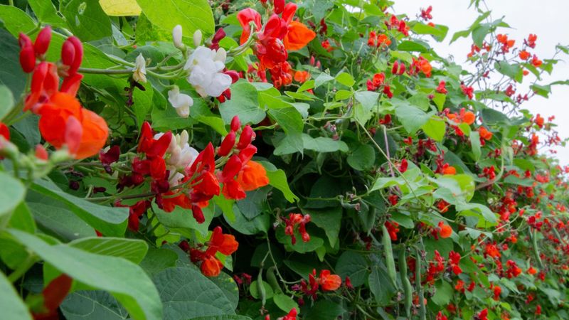 Scarlet Runner Bean