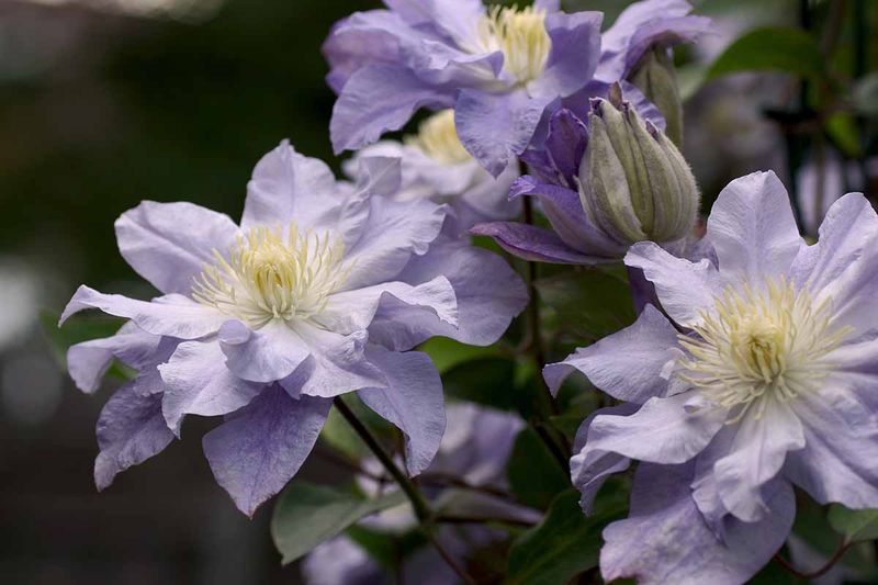 Clematis (Clematis Spp.)