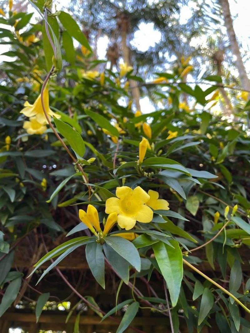 Carolina Jessamine (Gelsemium Sempervirens)