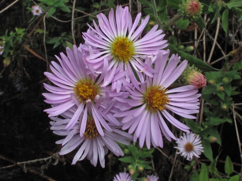 Climbing Aster (Ampelaster carolinianus)