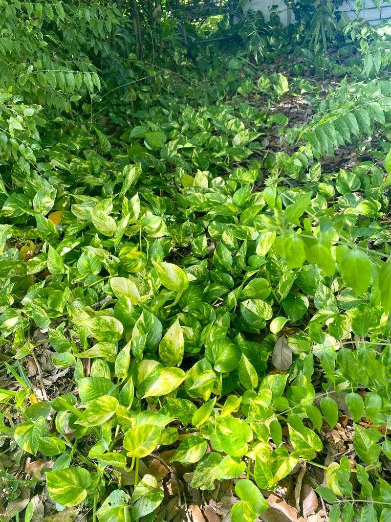Golden Pothos Escapes Into Natural Areas In South Florida