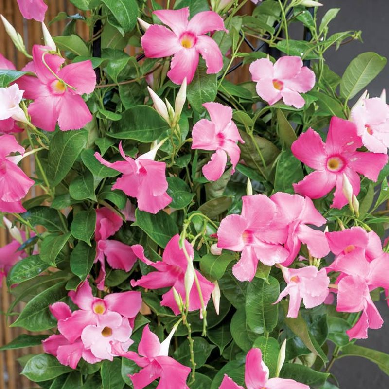 Mandevilla Twines With Large Tropical Blooms