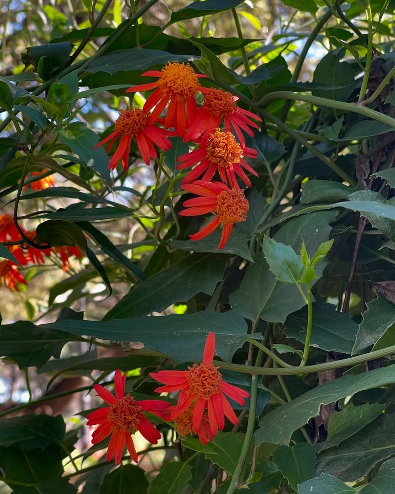 Mexican Flame Vine Grows Fast On Fence Lines