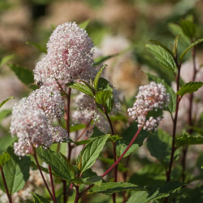 Select New Jersey Tea For Compact Sunny Spaces