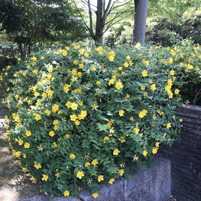 Select Shrubby St John's Wort For Low Maintenance Color