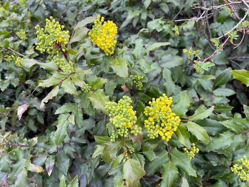 Oregon Grape