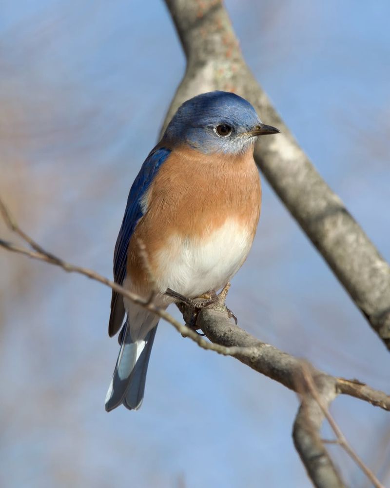 Eastern Bluebird (Sialia Sialis)