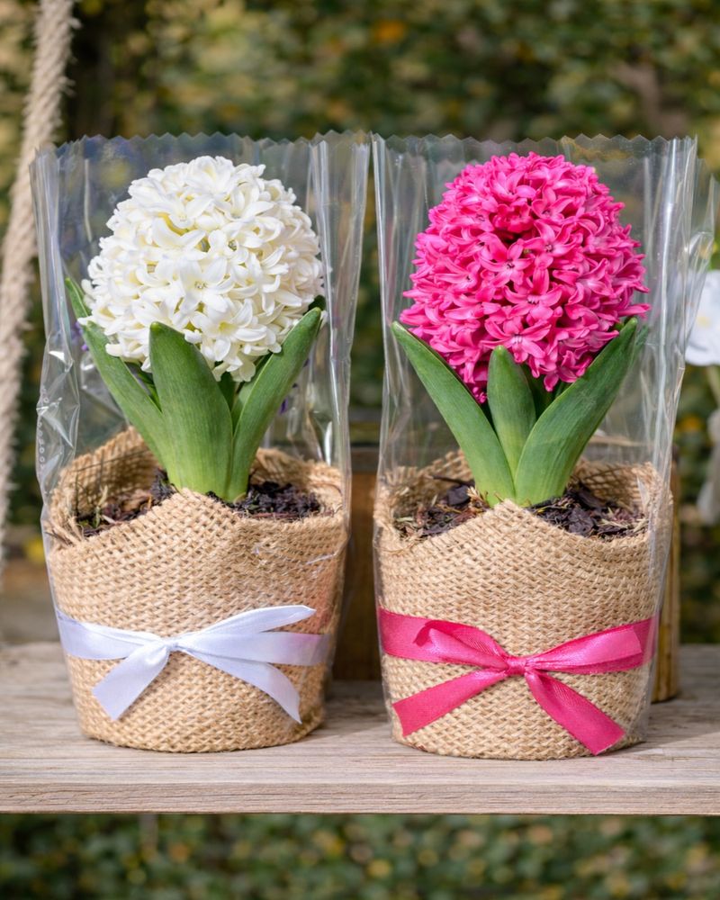 Hyacinth Fills The Room With Sweet Spring Fragrance