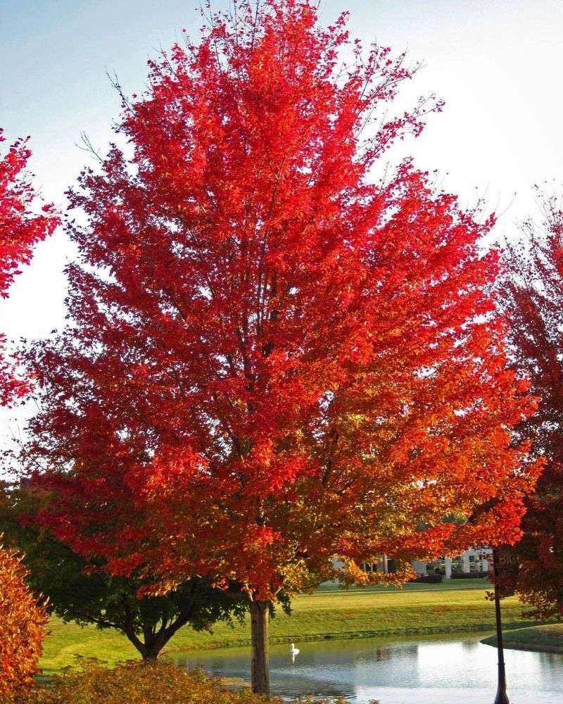 Red Maple Adds Color And Reliable Canopy Cover