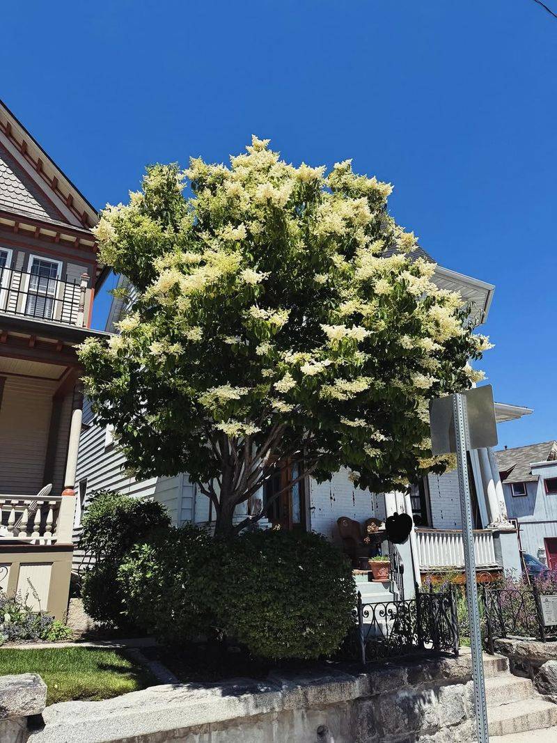 Tree Lilac With Fragrant And Colorful Blooms