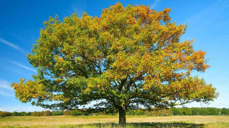 Northern Red Oak (Quercus Rubra)