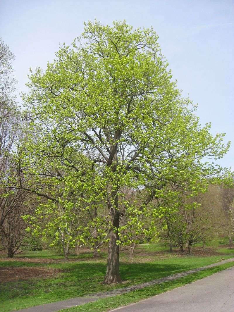 American Linden Trees Support Pollinators In Early Summer
