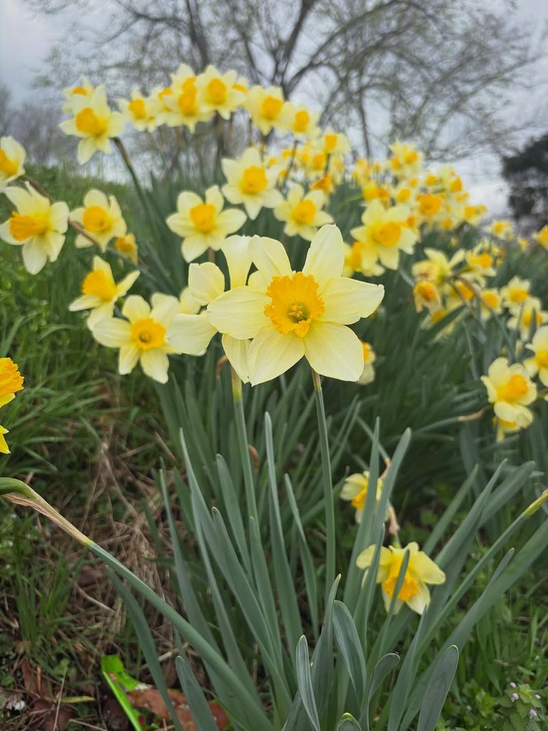 Daffodils