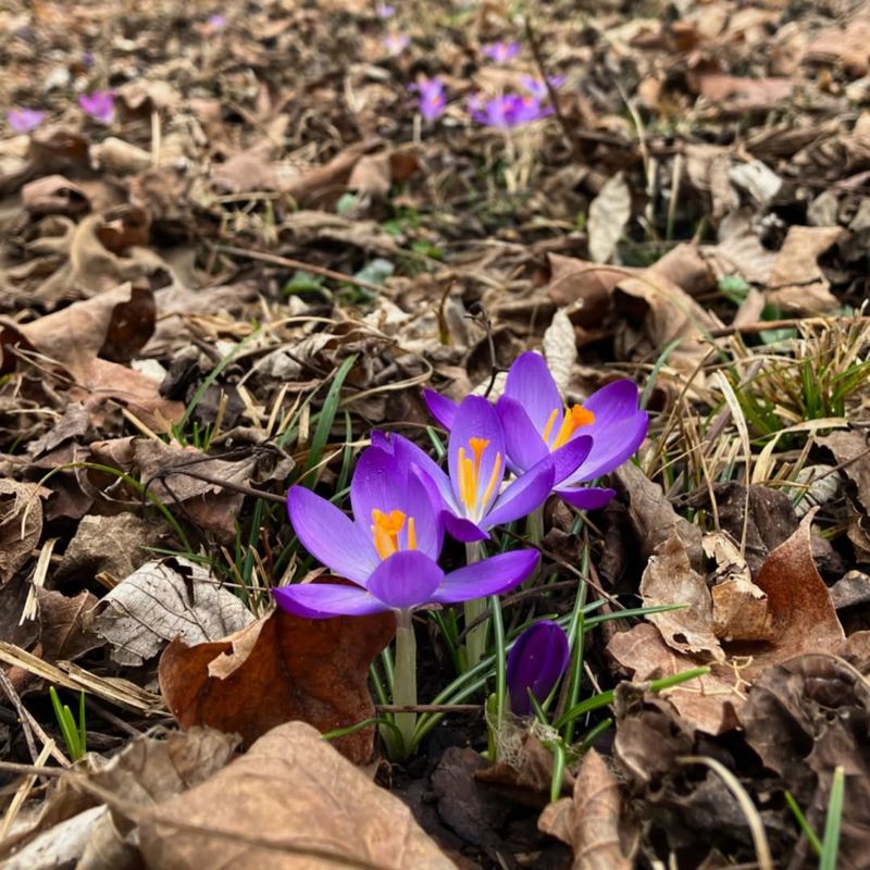 Crocus Often Get Nipped As Soon As They Bloom