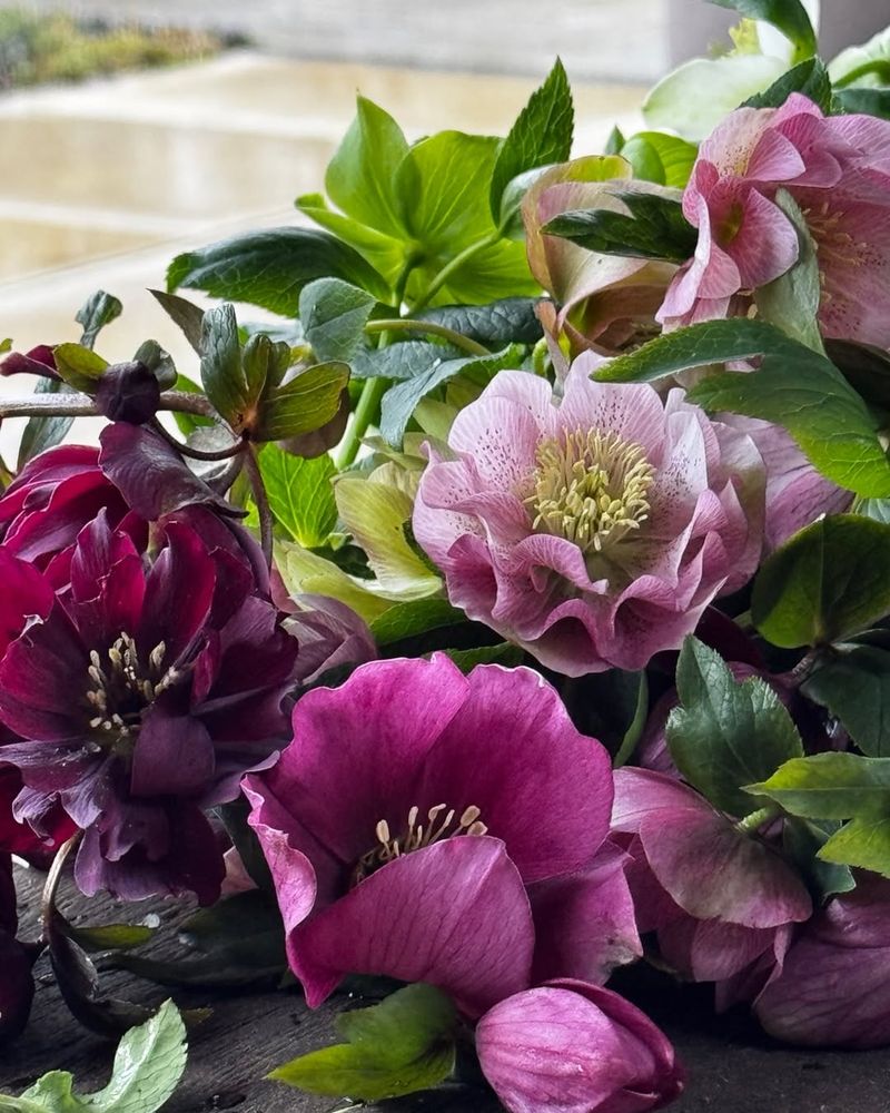 Hellebores 