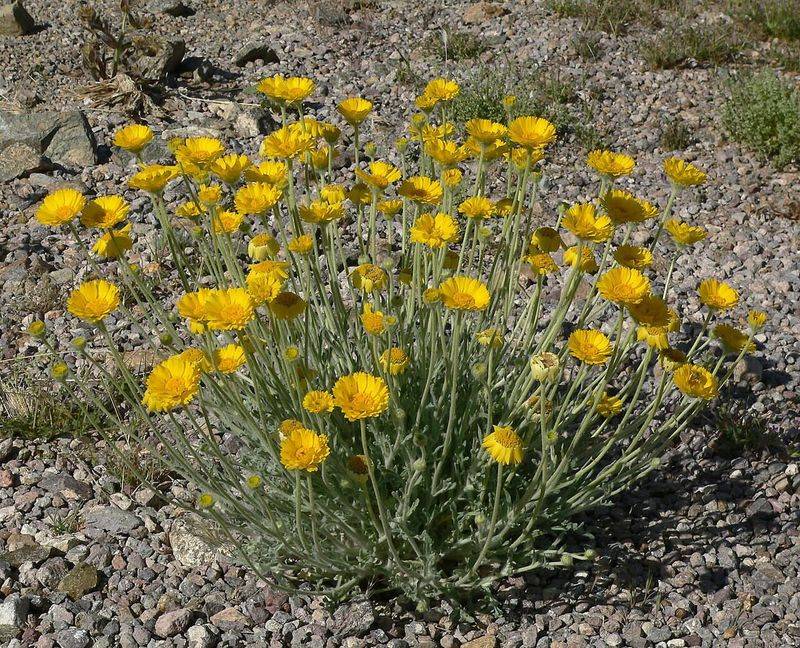 Desert Marigold (Baileya Multiradiata)