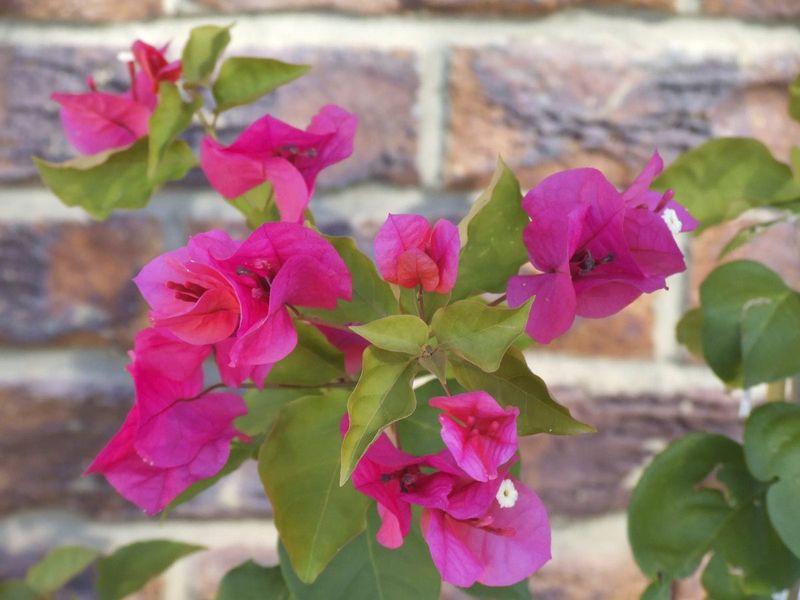 Bougainvillea