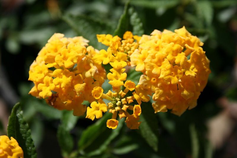 New Gold Lantana Keeps Blooming In Texas Heat