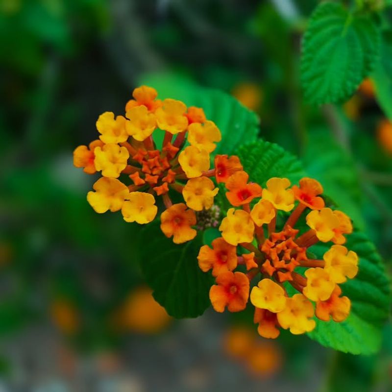 Texas Lantana (Lantana Urticoides)