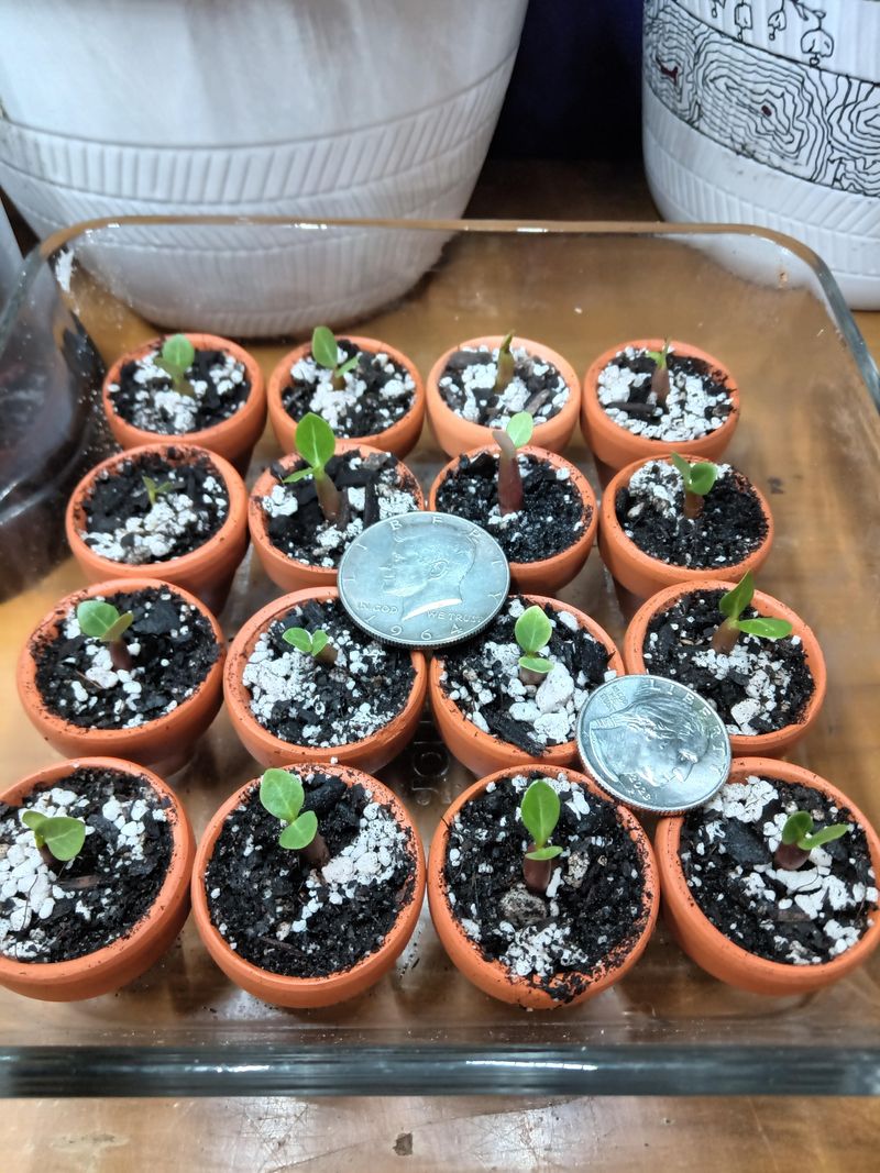 Use Them For Seed Starting