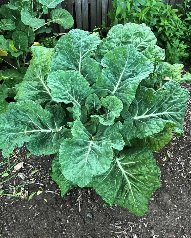 Collards With Hearty Leafy Goodness
