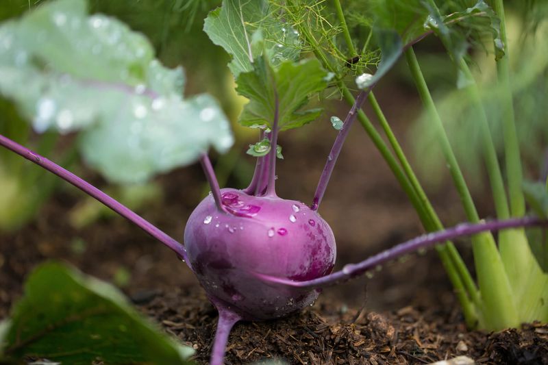 Kohlrabi Adds A Crisp Early Crop
