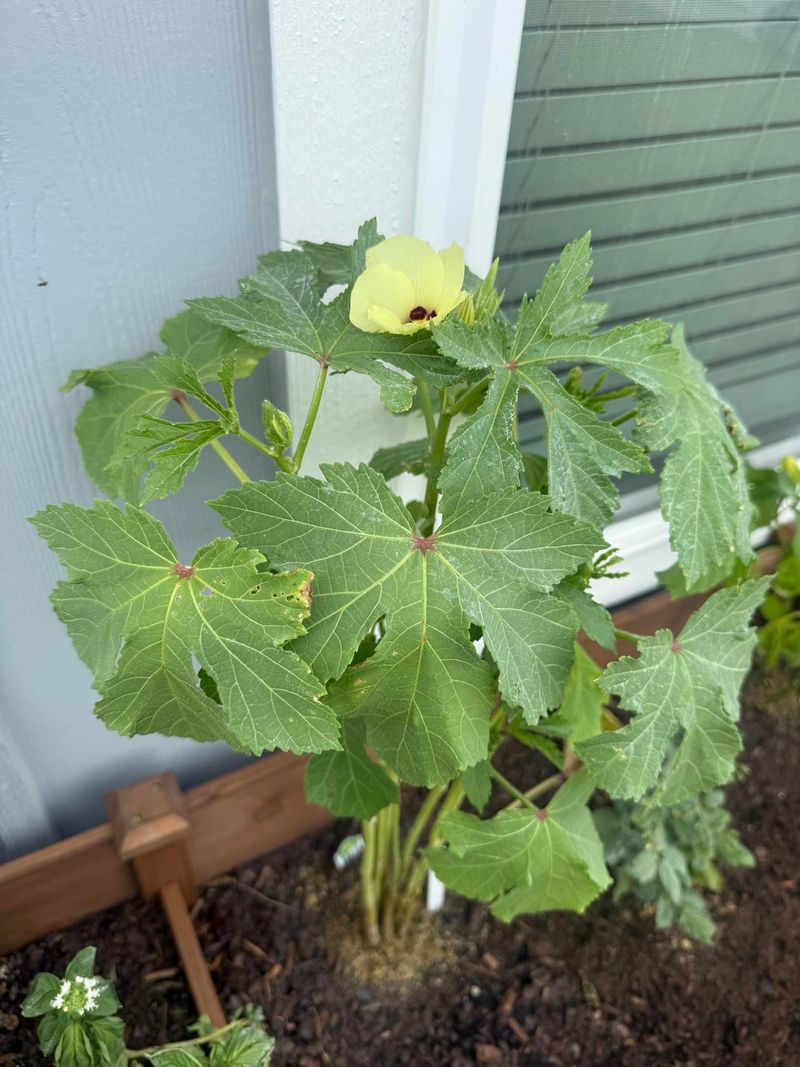 Okra Settles In And Speeds Up With Heat
