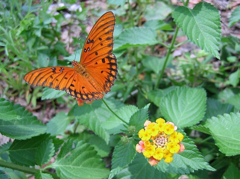 Lantana Draws Butterflies And Pollinators All Season
